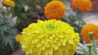 Marigold F1 Hybrid Mix | Pack of 20-25 Seeds | Imported Variety