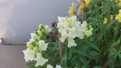 Antirrhinum Rocket F1 Hybrid Mix | Pack of 100 Seeds | Imported Variety