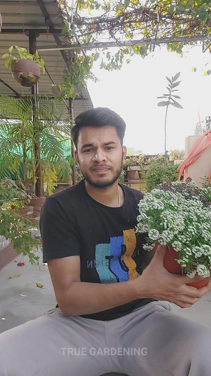 Winter Bloom Combo – 8-in-1 Flower Seed Pack