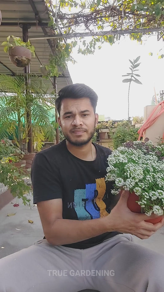 Alyssum Wonderland F1 Hybrid Mix | Pack of 70-100 Seeds | Imported Variety