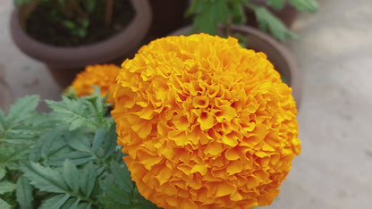 Winter Bloom Combo – 8-in-1 Flower Seed Pack