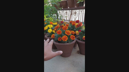 French Marigold Bonanza F1 Hybrid Mix | Pack of 25-30 Seeds | Imported Variety
