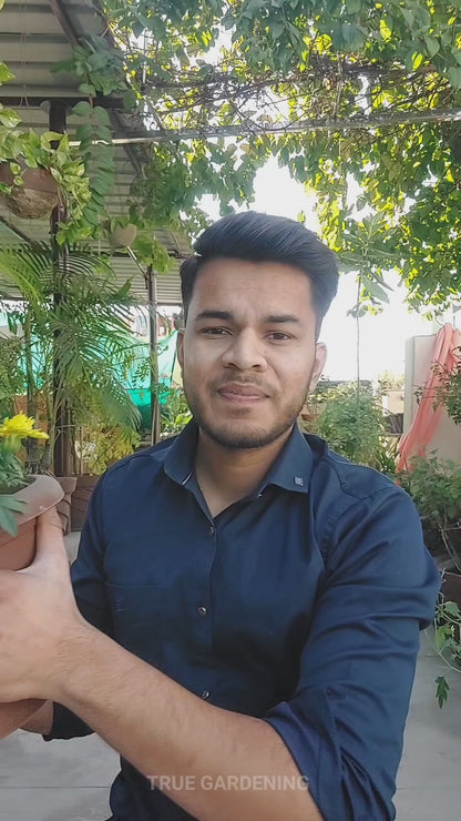 Winter Bloom Combo – 8-in-1 Flower Seed Pack