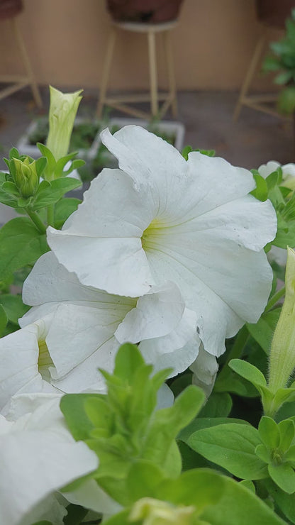 Winter Bloom Combo – 8-in-1 Flower Seed Pack